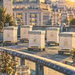 Cinq ruches et près de 200 000 abeilles sur le toit des Galeries Lafayette Metz